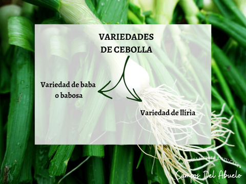 Variedades