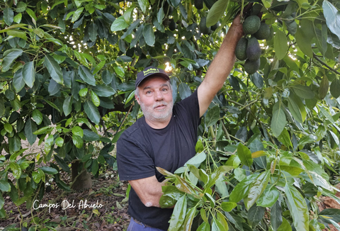 Recorremos con el agricultor Javier su campo de aguacates