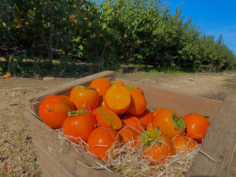 types-persimmons-variety-bright-red-box