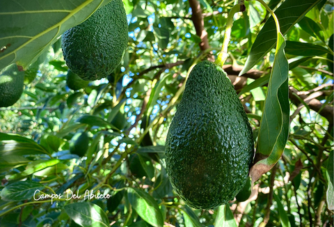 El fruto favorito de los grandes mamíferos del periodo Pleistoceno