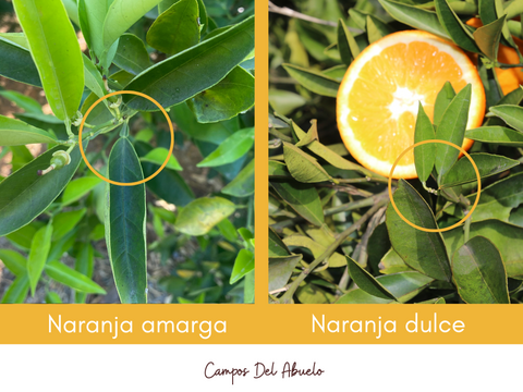 Cómo distinguir naranjas amargas de naranjas dulces identificando el pecíolo