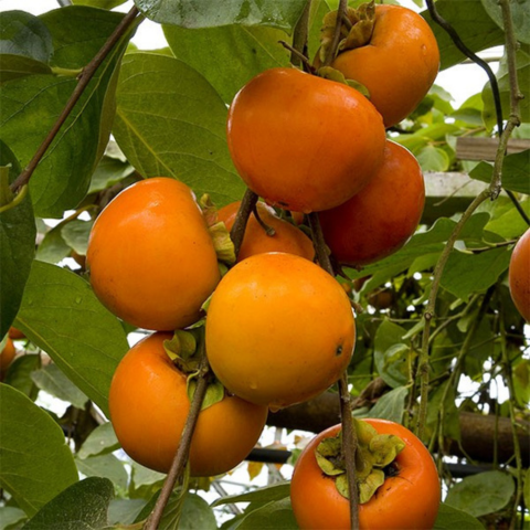 kaki sur l'arbre