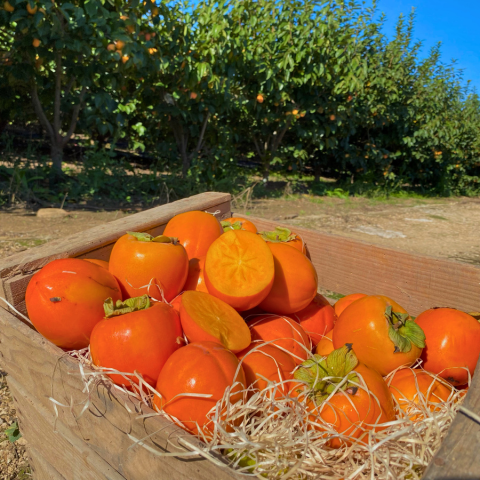 kaki directement du fermier