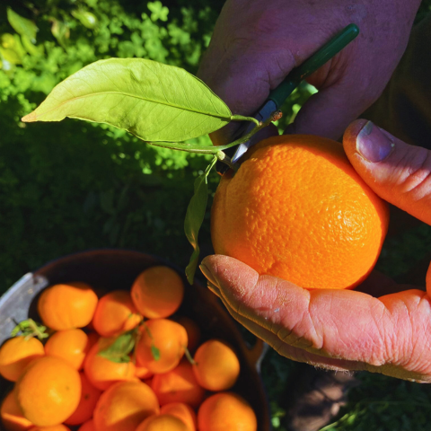 Freshly picked oranges