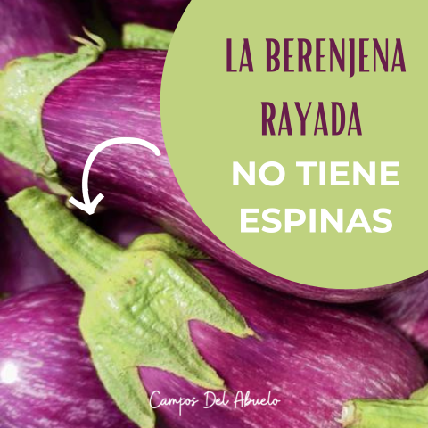 la berenjena rayada no tiene espinas