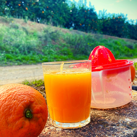 homemade orange juice