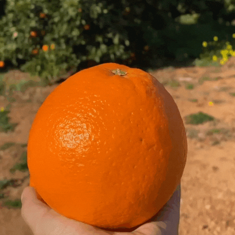 nombril orange
