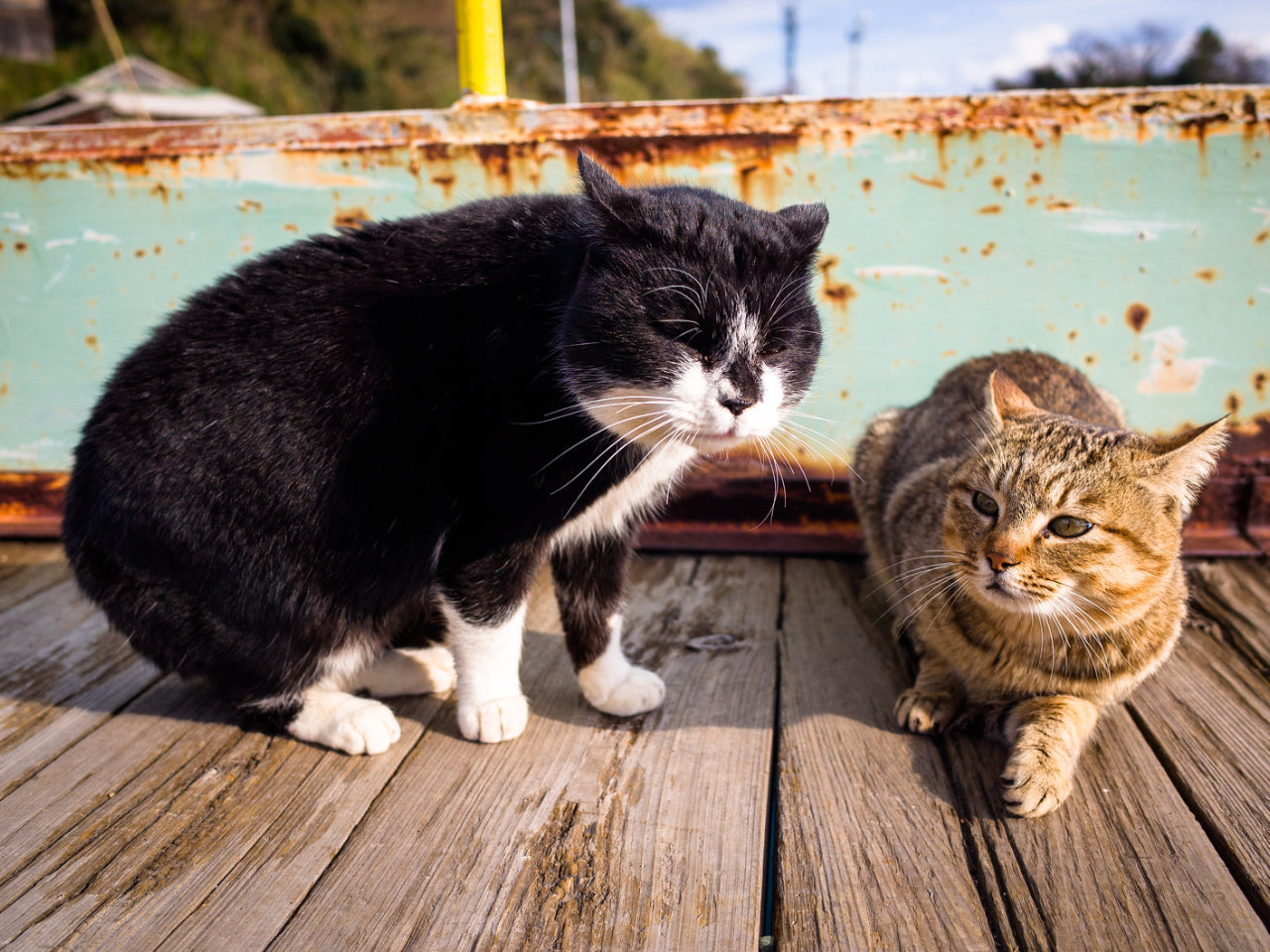 Aoshima, the cat island