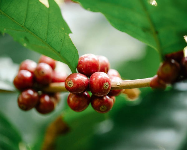 Coffee bean cherries on a coffee tree in Colombia, Brazil or Ethiopia