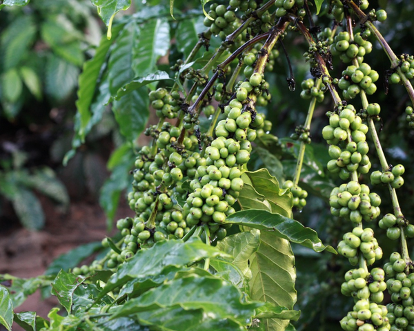 coffee-green-bean-farm-nature