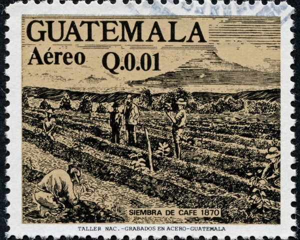 Guatemalan-Coffee-Bean-Farn-on-A-Stamp-circa-1870