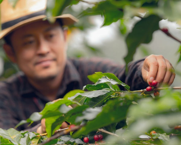 South American-Farmer-Picking-Coffee-Beans-Grown-in-Volcanic-Soil