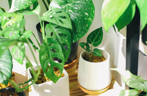 Les plantes d'intérieur rendent-elles plus heureux?