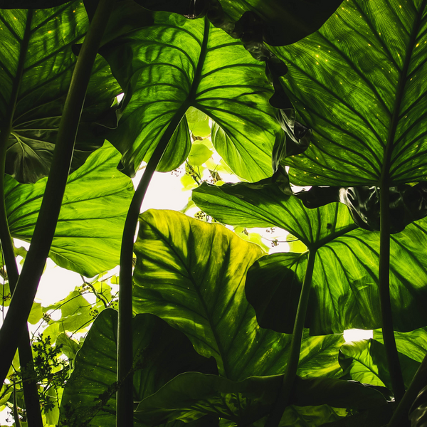 Lush green leaves form a canopy, with sunlight above