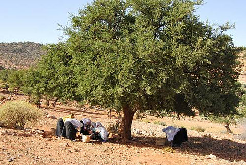 argan tree in morocco
