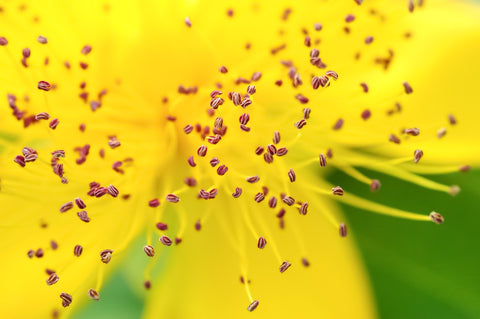 Pollenallergie Blumen Pollen