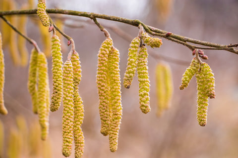 Pollenallergie Frühling