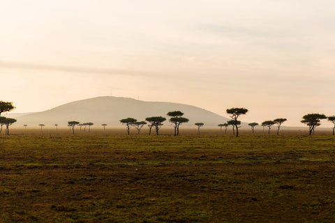 Acacia tree