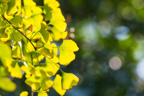 Ginkgo Biloba Blatt