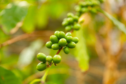 Grüne Kaffee grüne Kaffeepflanze