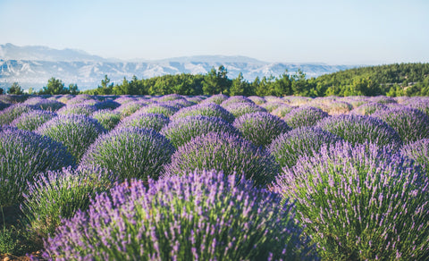Mittel gegen Halsschmerzen mit Lavendel