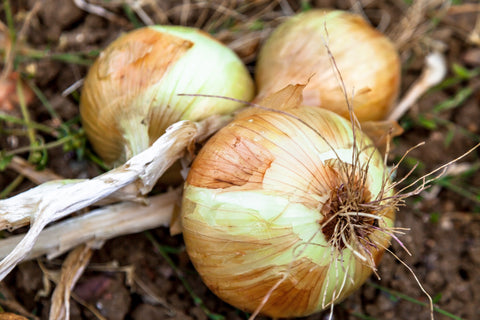 onion natural remedy sore throat