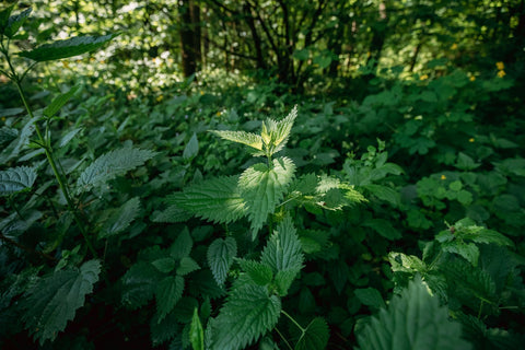 Comment se soigner naturellement avec l'ortie