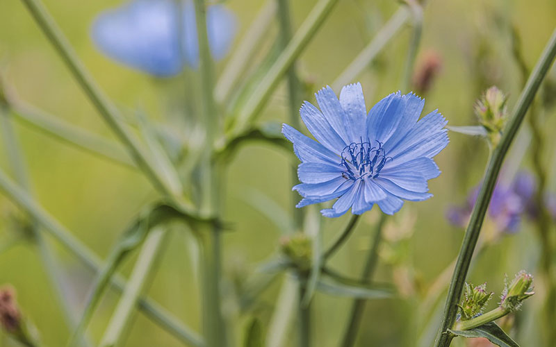 A single blue chicory flower is in focus, with a blurry background of greenery and chicory stems.