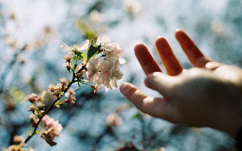 A hand reaches out to touch a sprig of cherry blossom.