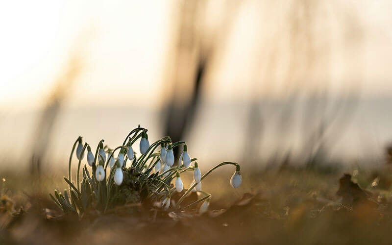 Snow drops in late February sunlight.