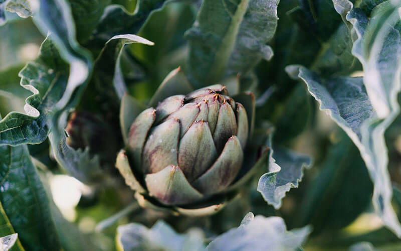 An artichoke ready to picked. It's a great high fibre veg to add to recipes to boost your dietary fibre intake.