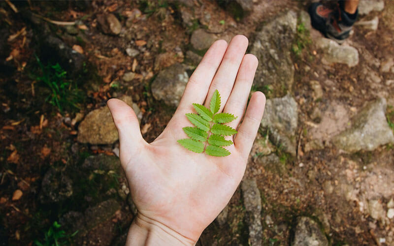 An open hand holds a tiny fern leaf.