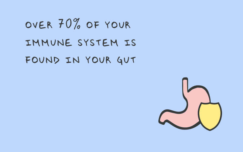 An with text that reads, "over 70% of your immune system is found in your gut". There is also a small icon of a stomach and yellow shield.