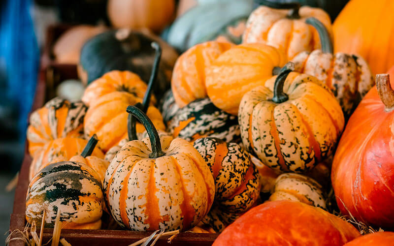 A mix of autumn pumpkins, squashes and gourds.