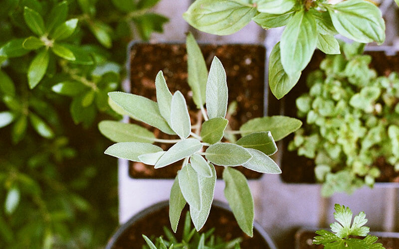 Looking down on a mix of young vegetable and herb plants.