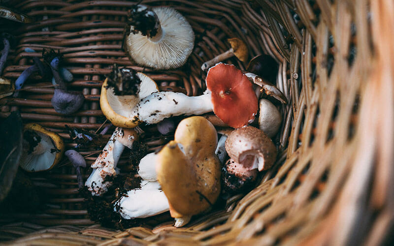 A basket filled with foraged mushrooms.