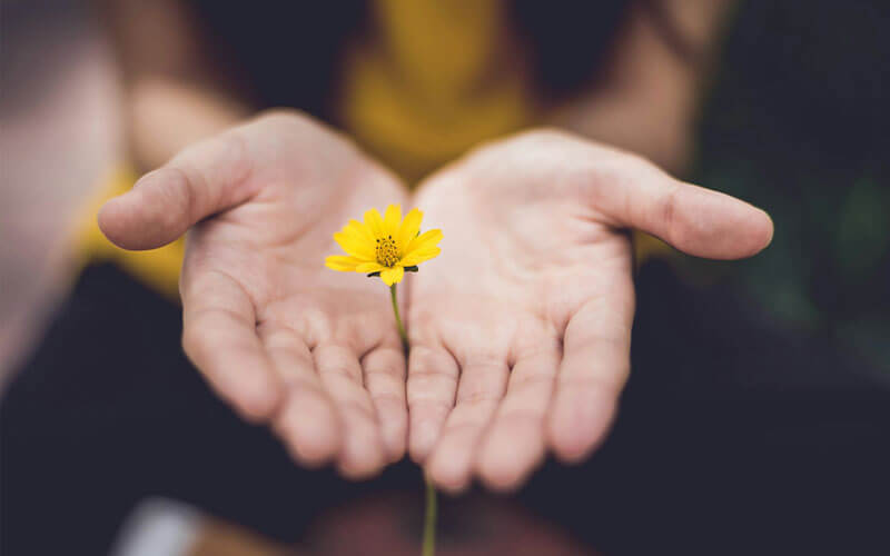 Two hands cupped around a single yellow flower.