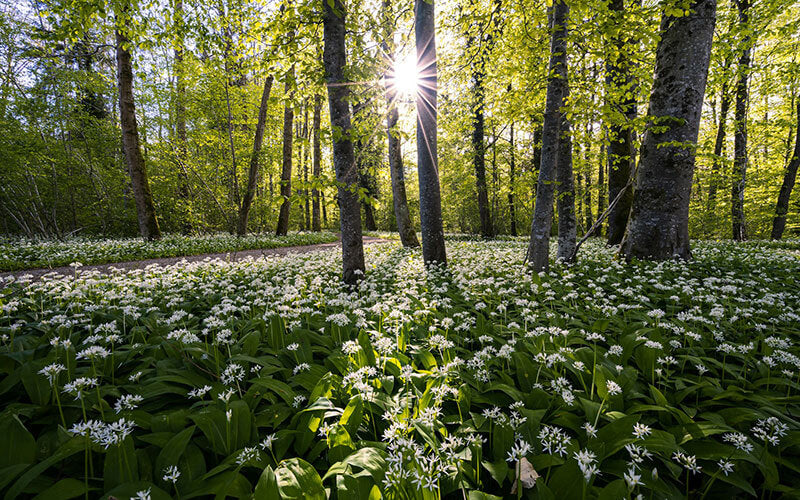 A woodland in Spring, the floor is coated in a sea of wild garlic plants with tiny white flowers.