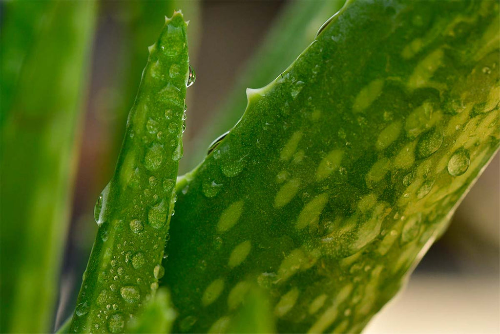 Les vertus de l’aloe vera pour les cheveux