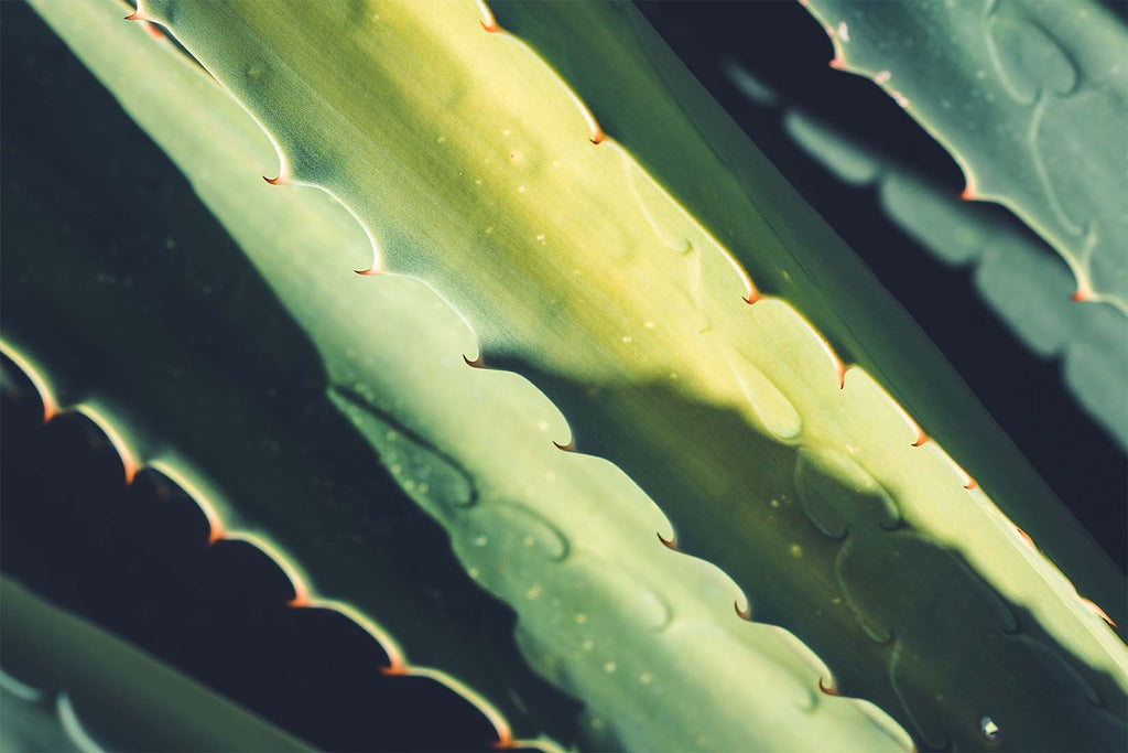 Les bienfaits de l’aloe vera pour les cheveux!