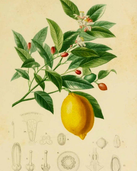 Les bienfaits de l'huile essentielle de citron