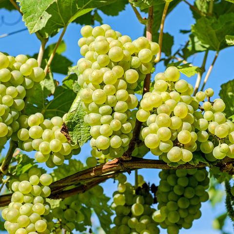 Sauvignon Blanc wijn druiven