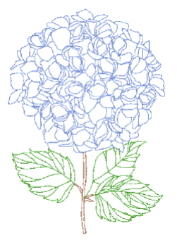 Hydrangea