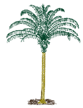 Palm Tree