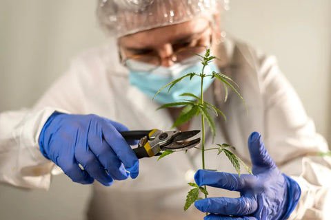 Person in Lab Cutting Delta 8 THC