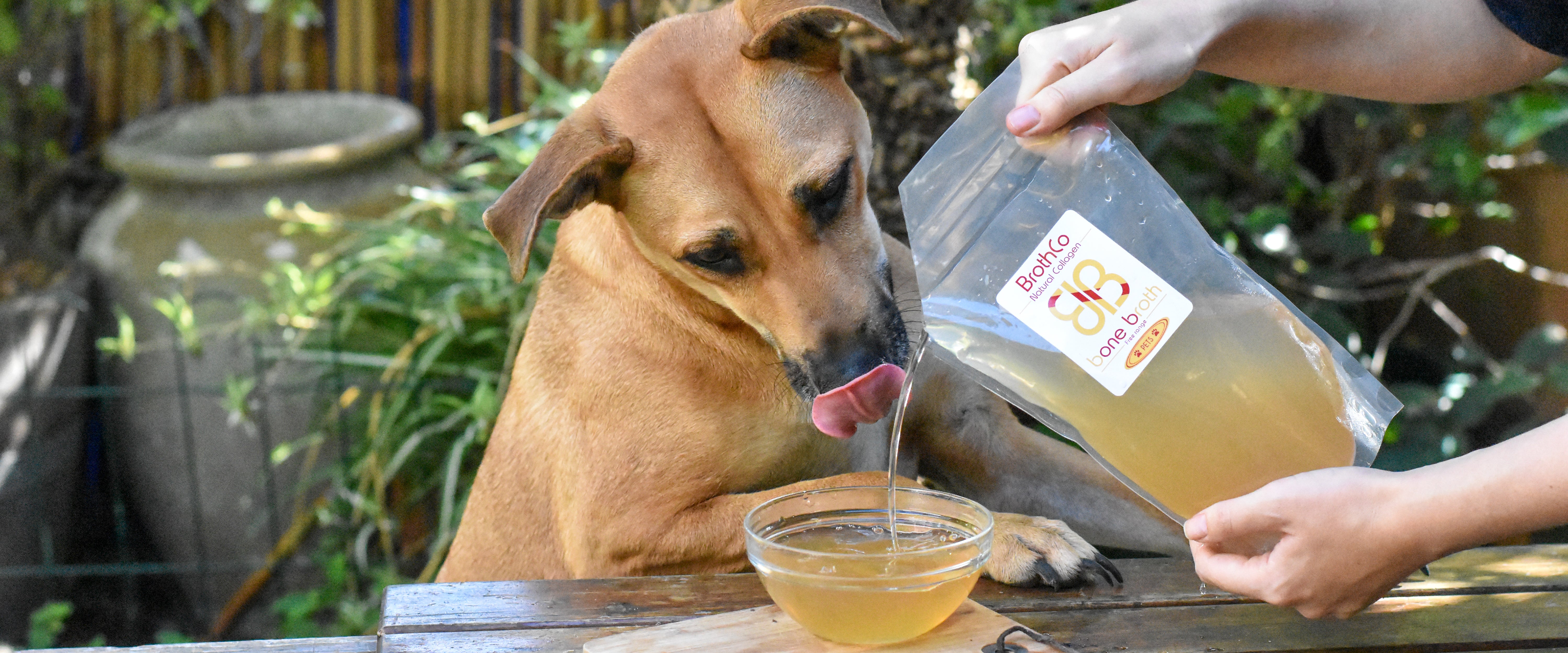 dog eating bone broth for pets