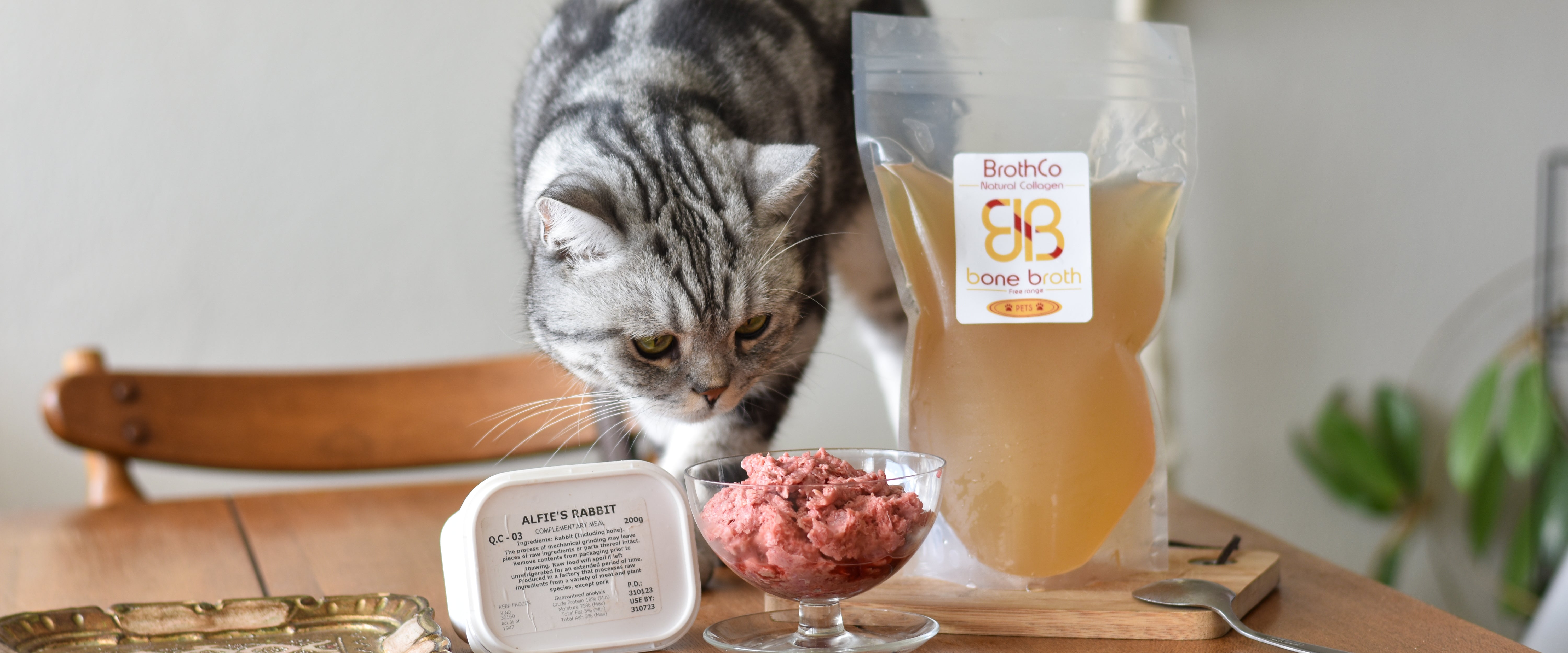 cat with raw food and bone broth for pets