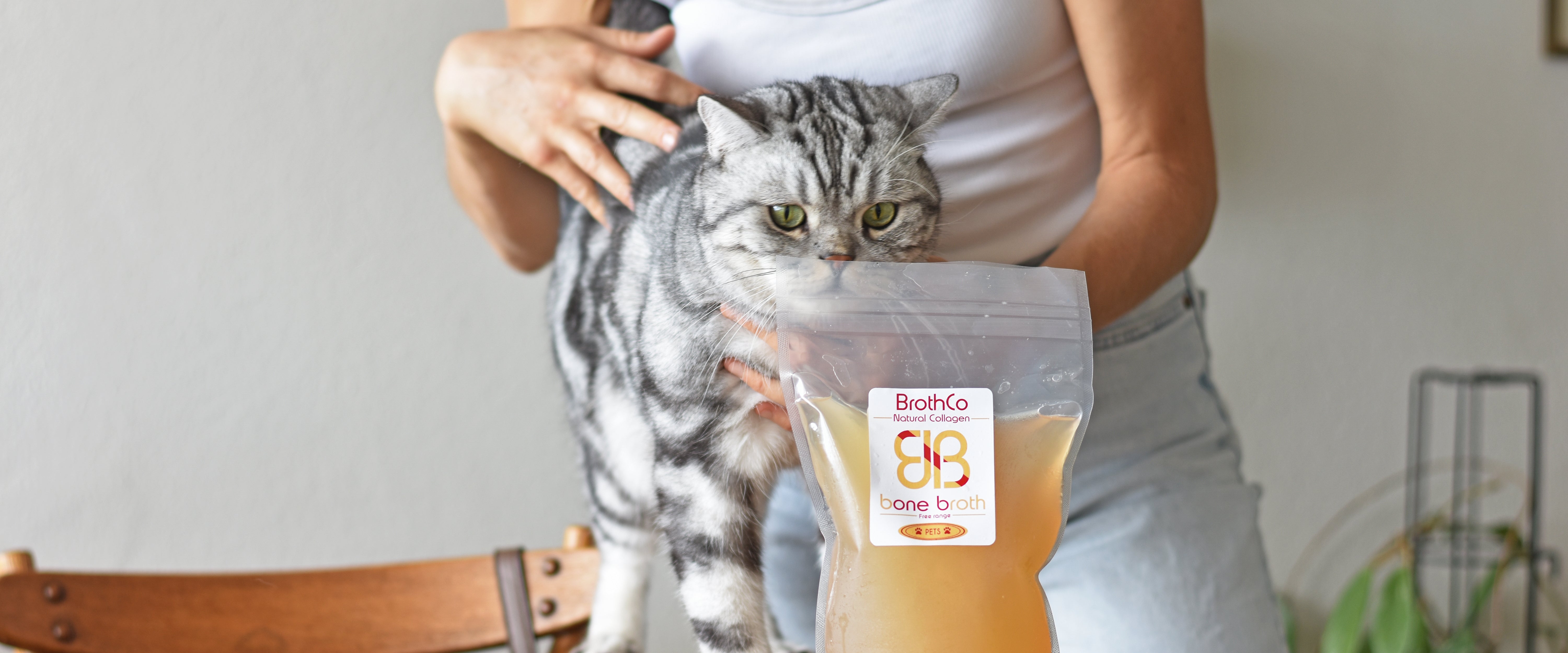 cat with bone broth for pets