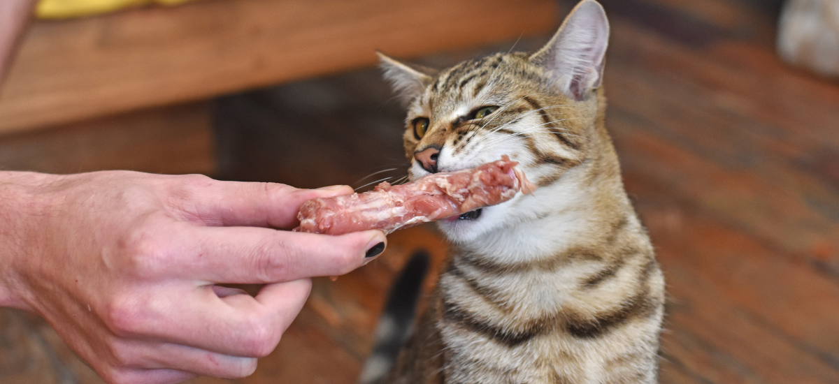 Cat with raw chicken neck