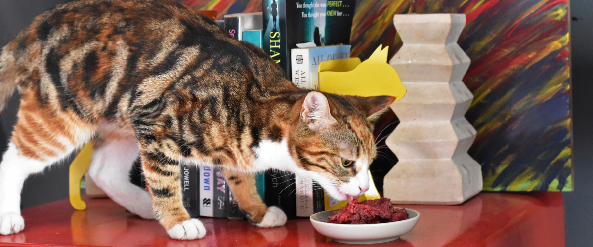 cat enjoying raw food